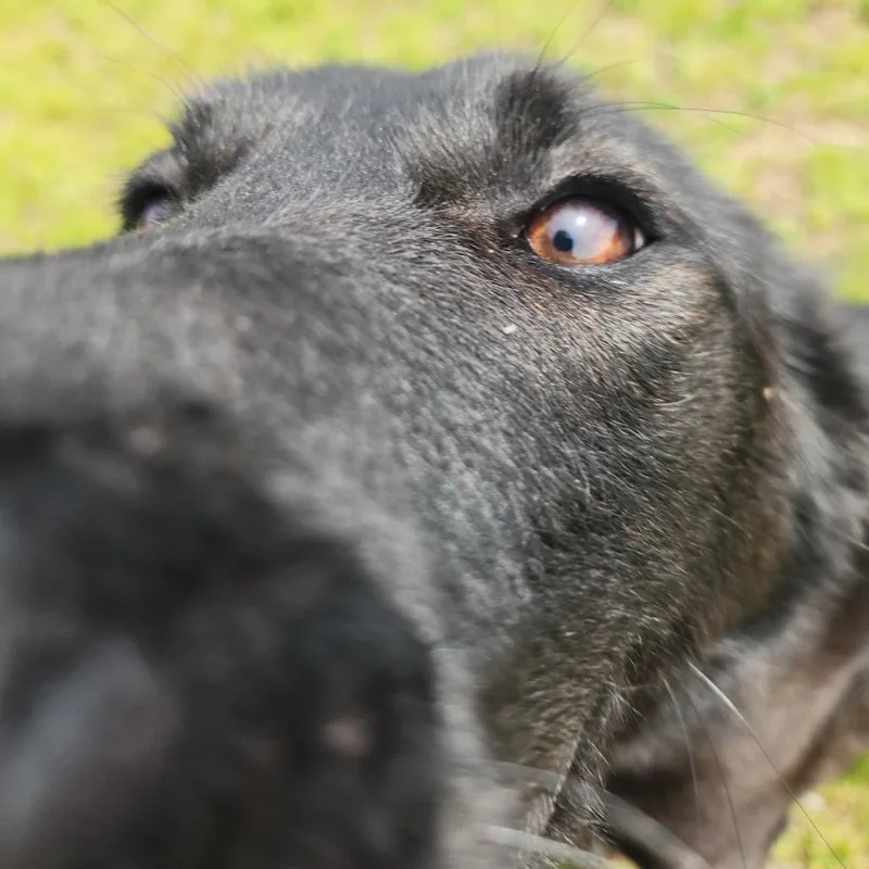 A young medium-sized female Black German Shepherd Dog dog named Pearl for adoption in Fort Wayne, IN