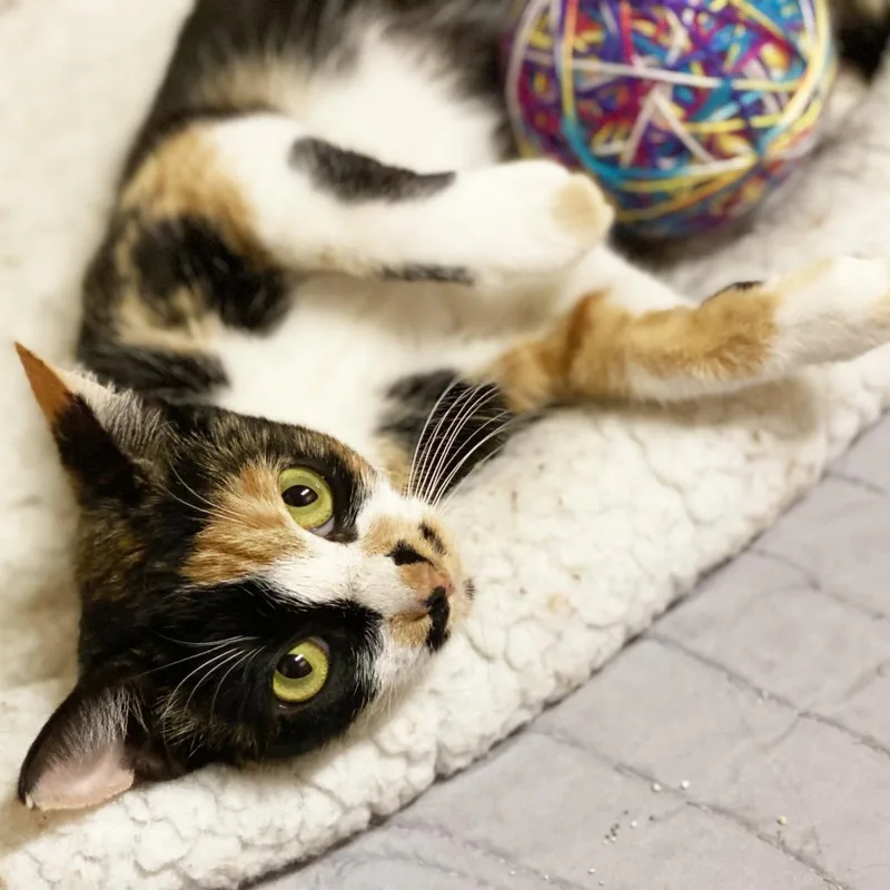 Mama Festivus thumbnail 2