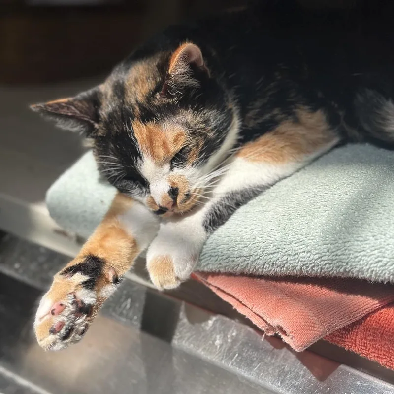 Mama Festivus thumbnail 3