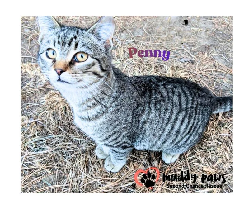 A young medium-sized female Domestic Short Hair cat named Penny AKA BT for adoption in Council Bluffs, IA