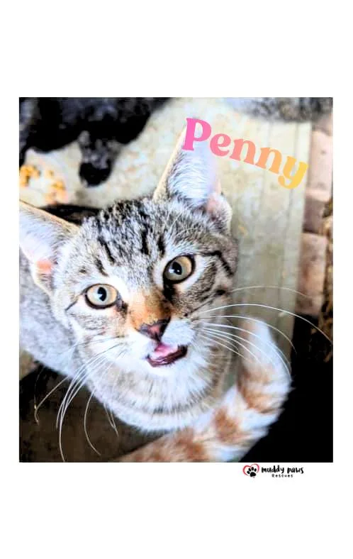 Penny AKA BT thumbnail 2