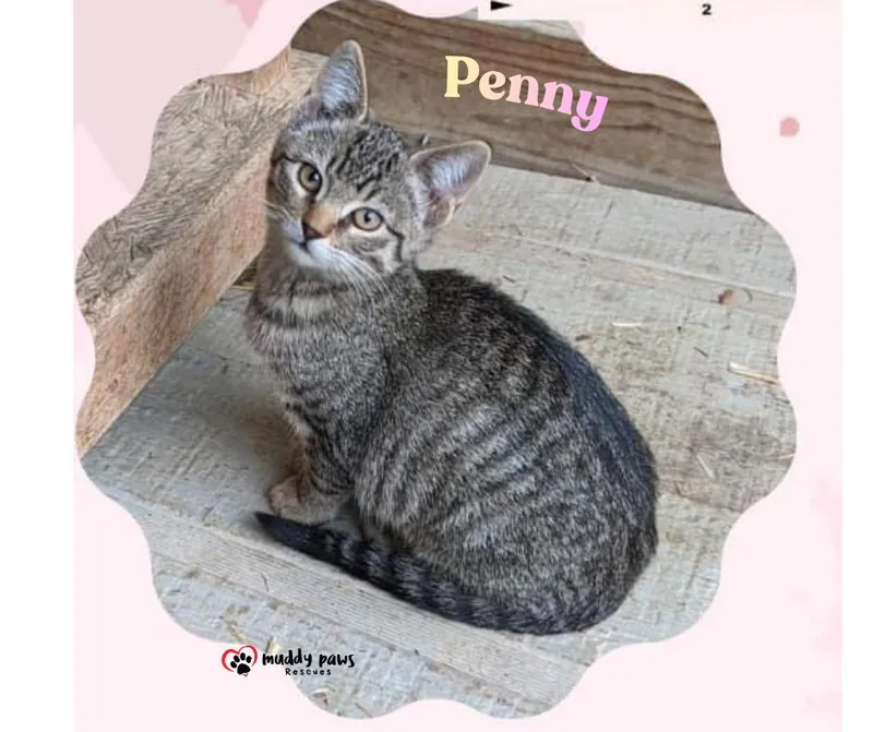 Penny AKA BT thumbnail 3