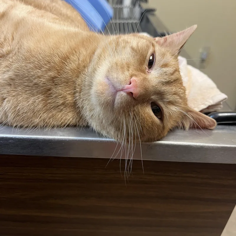 Sun Spot thumbnail 2