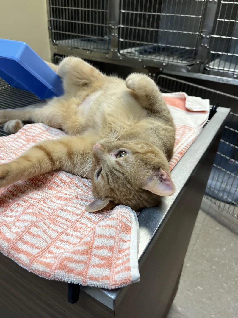 Sun Spot thumbnail 3