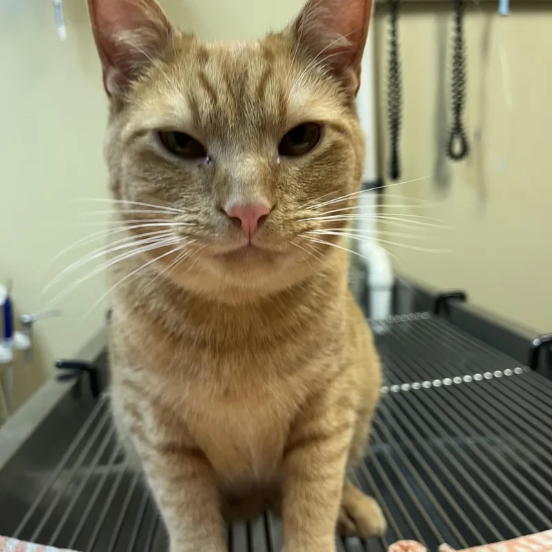 Sun Spot thumbnail 4