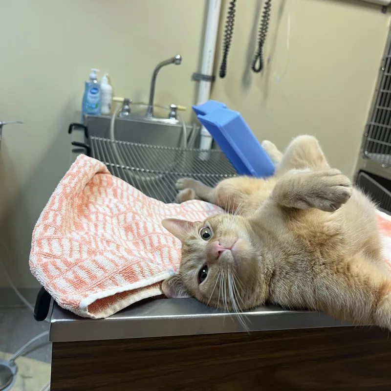 Sun Spot thumbnail 6