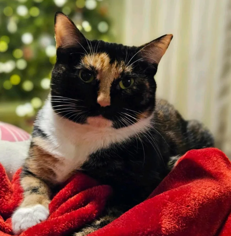 An adult medium-sized female Calico cat named Fern and Gnocchi for adoption in Cincinnati, OH