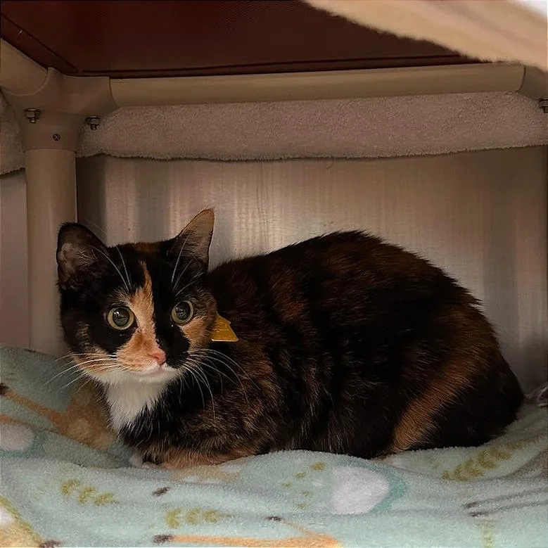 An adult small-sized female Calico Domestic Short Hair cat named Maggie$ for adoption in Springfield, MA