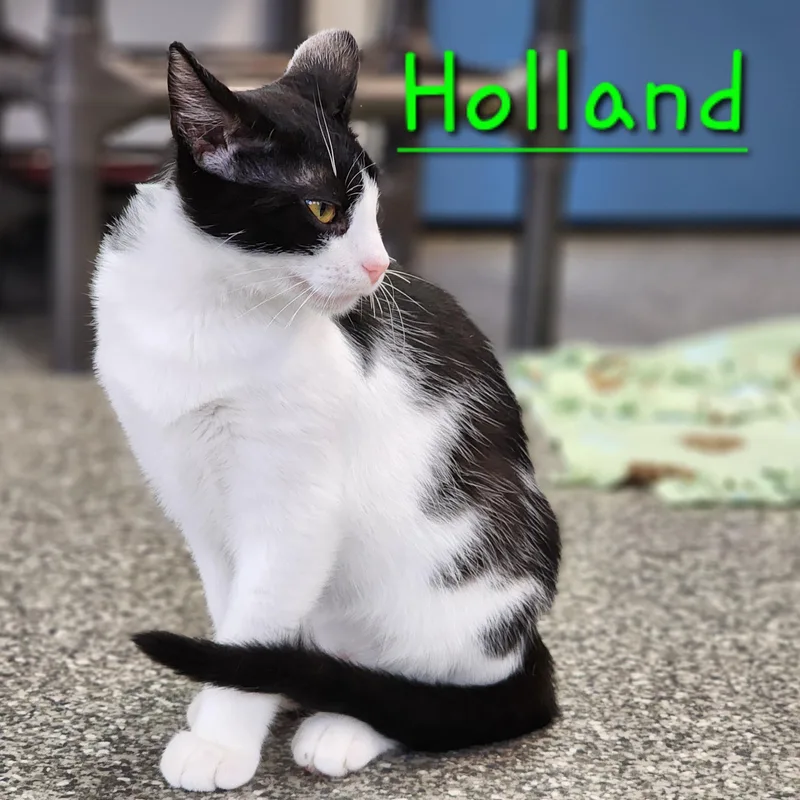 Holland thumbnail 4