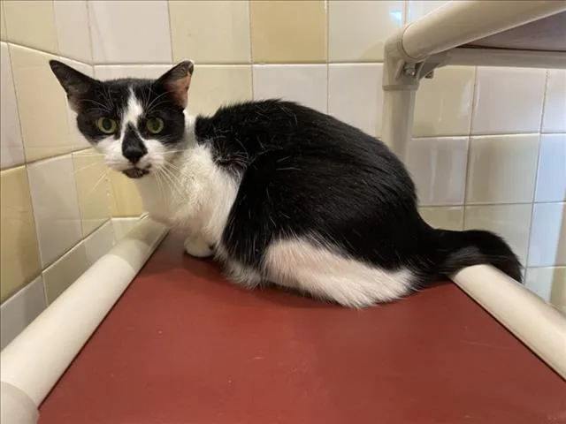 A senior medium-sized female Domestic Short Hair cat named Oreo for adoption in Chapel Hill, NC