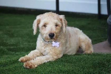 An adult small-sized female Schnauzer dog named Kanna for adoption in Fort Worth, TX