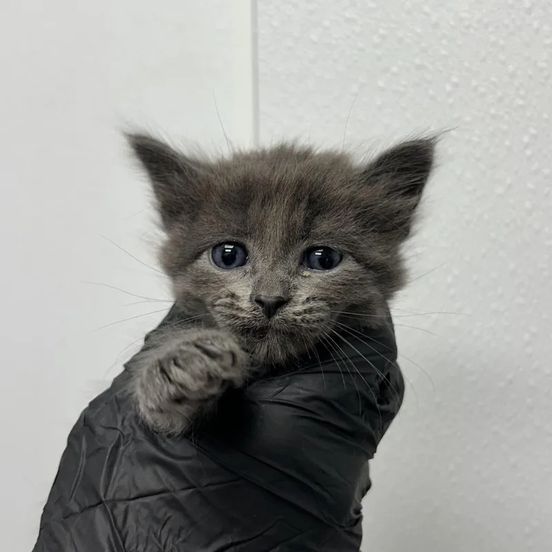 A baby small-sized female Gray / Blue / Silver Domestic Medium Hair cat named Blossom for adoption in Abilene, TX