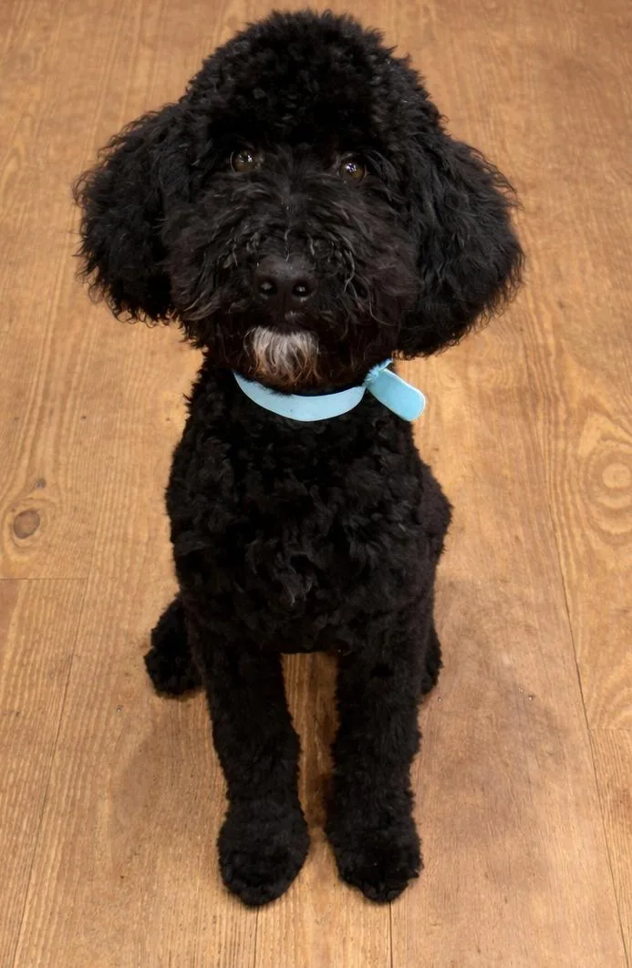 Hufflepuff thumbnail 3