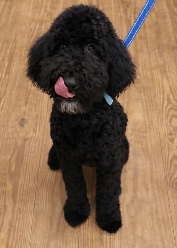 Hufflepuff thumbnail 6