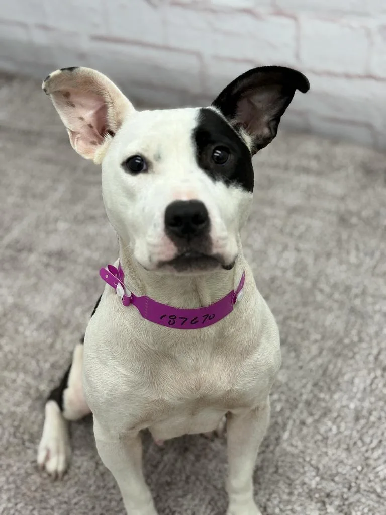 A young medium-sized female Mixed Breed dog named Floatry for adoption in Detroit, MI