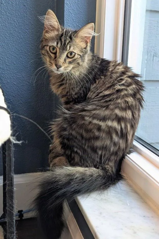 Gin Rummy thumbnail 2