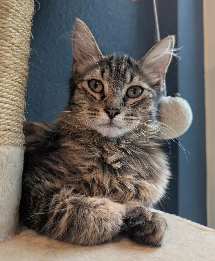 Gin Rummy thumbnail 3