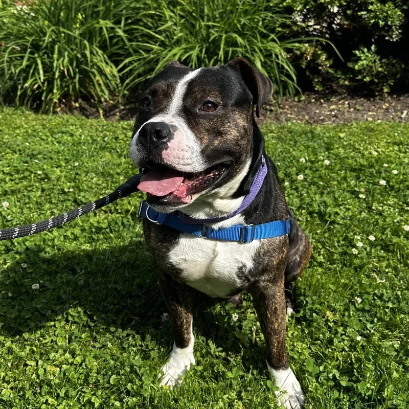 An adult medium-sized male Brindle Mixed Breed dog named Garth for adoption in Hinsdale, IL