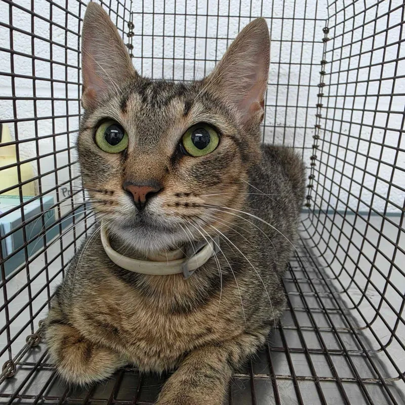 An adult medium-sized female Brown / Chocolate Domestic Short Hair cat named Gracie for adoption in Edinburg, TX