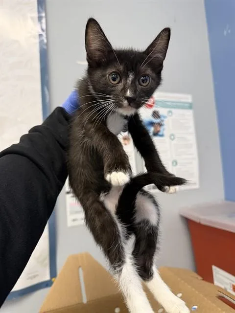 A baby small-sized female Domestic Short Hair cat named Siouxie for adoption in San Jose, CA