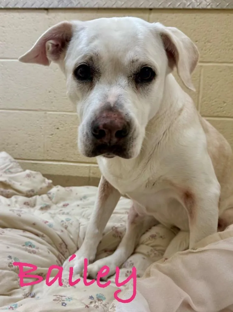 A senior large-sized female Labrador Retriever dog named Bailey for adoption in Fort Pierce, FL