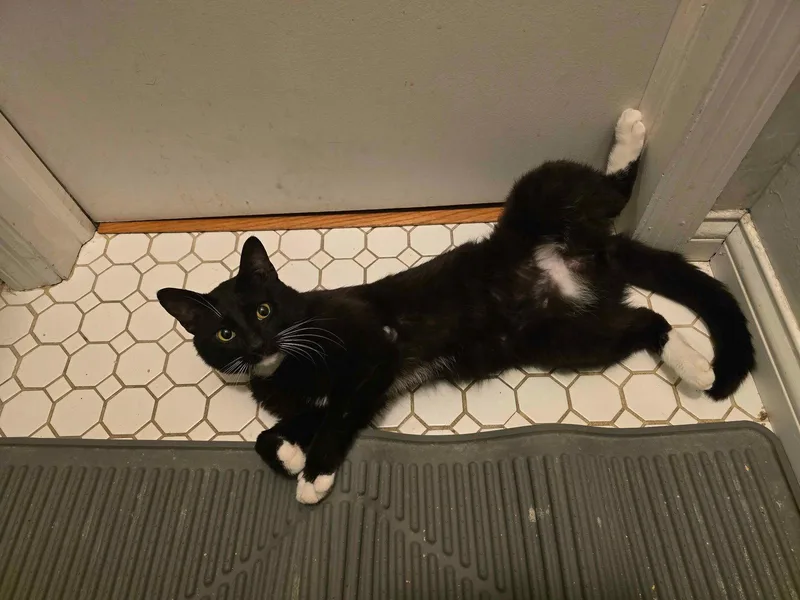 An adult medium-sized male Black & White / Tuxedo Domestic Short Hair cat named Tooney for adoption in Columbus, OH