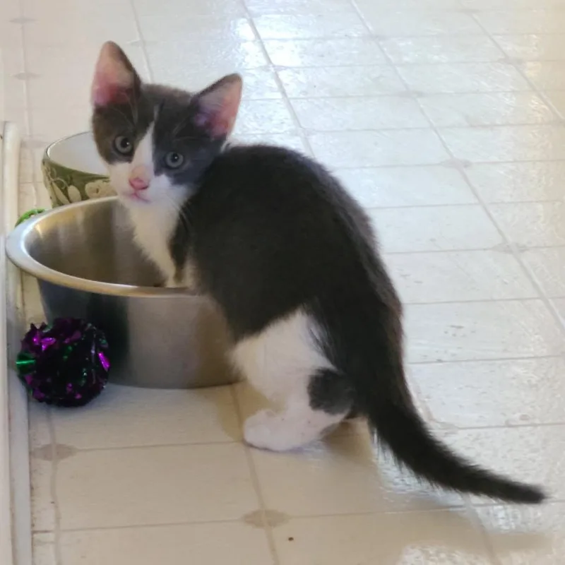 A baby small-sized male Gray / Blue / Silver Domestic Short Hair cat named Turbo for adoption in White, GA