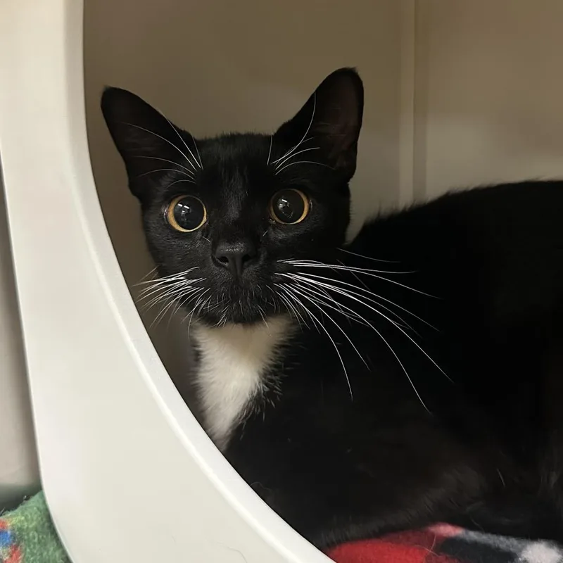 A young medium-sized male Black Domestic Short Hair cat named Stax for adoption in Titusville, FL