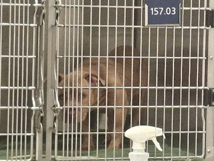 A baby small-sized female Pit Bull Terrier dog named Pinky for adoption in Atlanta, GA