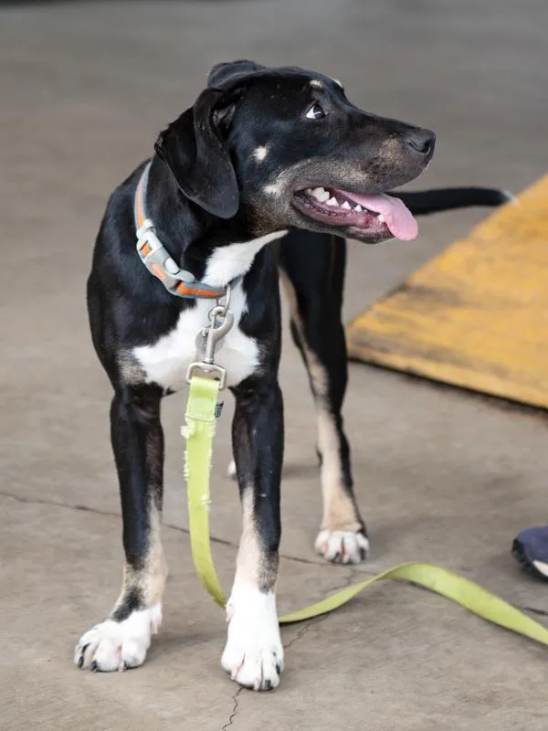 A young medium-sized male Bull Terrier dog named Naruto for adoption in Roanoke, VA