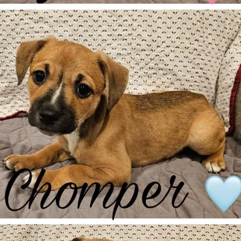 A baby small-sized male Mixed Breed dog named Chomper for adoption in Rockville, MD