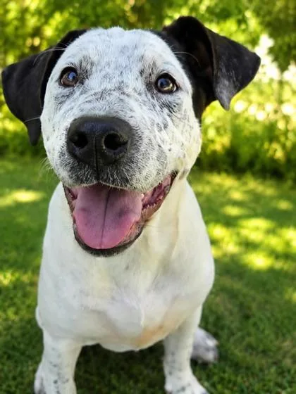 A young medium-sized female Mixed Breed dog named Jade for adoption in Savannah, GA