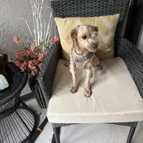 An adult small-sized female Poodle (Toy) dog named Stella for adoption in Maitland, FL