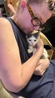 A baby medium-sized male Gray & White Domestic Short Hair cat named Captain for adoption in Wheaton, IL