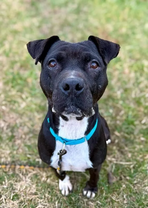 An adult large-sized female Black Mixed Breed dog named Rowena for adoption in Cincinnati, OH