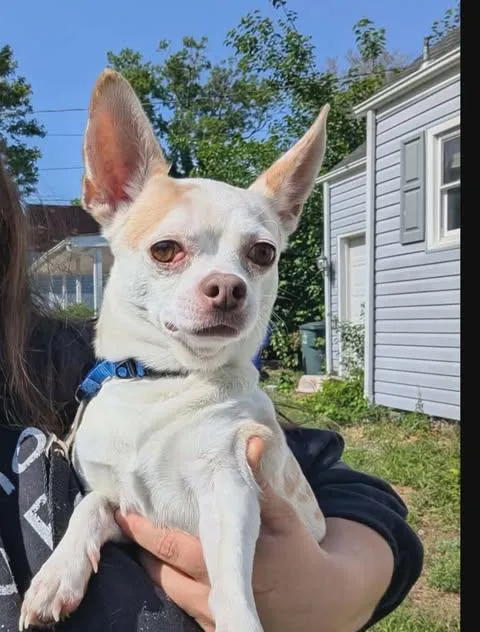 An adult small-sized male Chihuahua dog named Curly Fries for adoption in Virginia Beach, VA