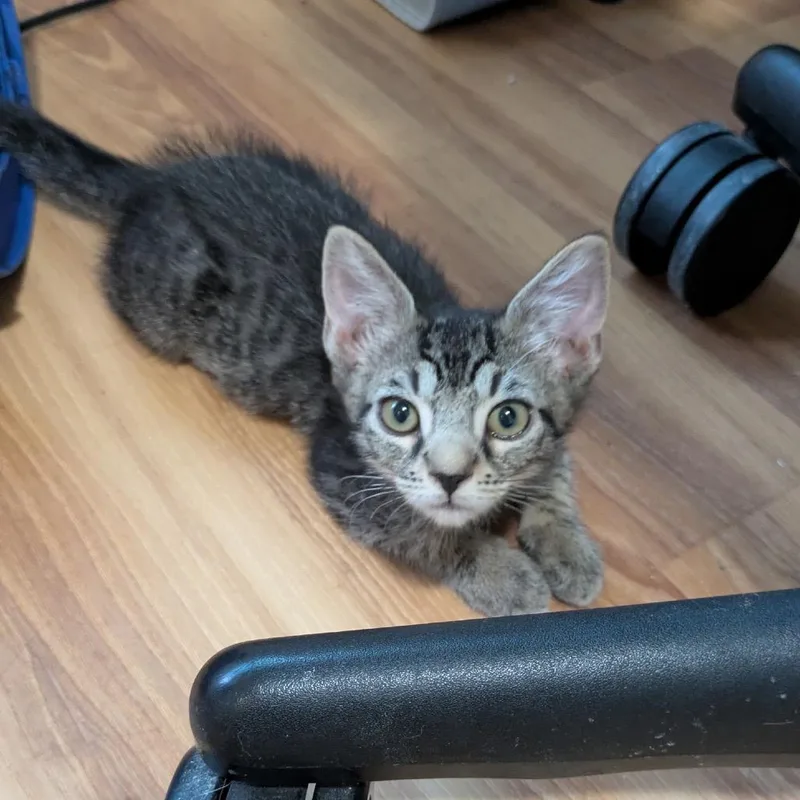 A baby small-sized female Brown / Chocolate Domestic Short Hair cat named Solene LeClaire for adoption in Long Beach, CA