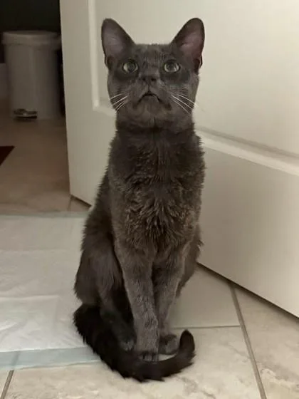 An adult small-sized male Domestic Short Hair cat named Pani for adoption in Roseville, CA