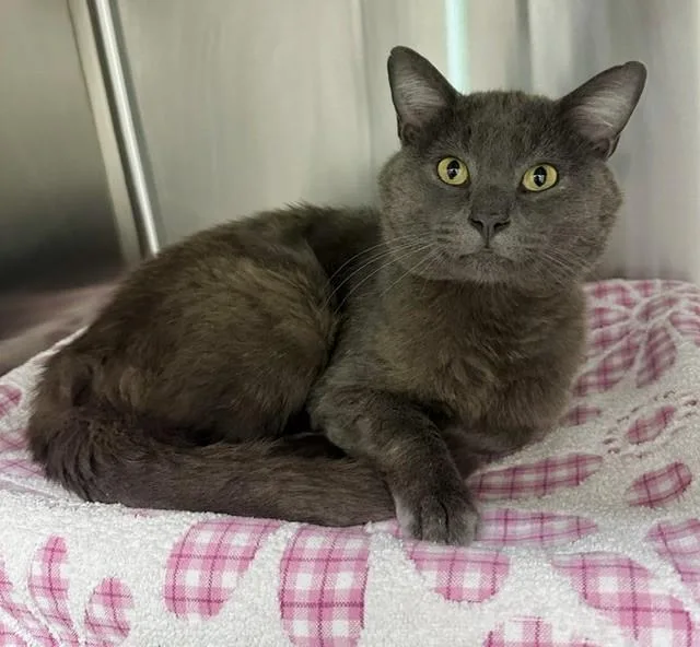 An adult medium-sized male Domestic Short Hair cat named Anchovy for adoption in Derwood, MD