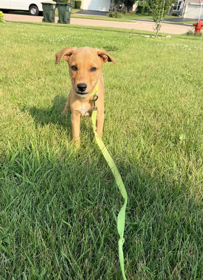 A baby medium-sized male Labrador Retriever dog named Dil for adoption in Oswego, IL