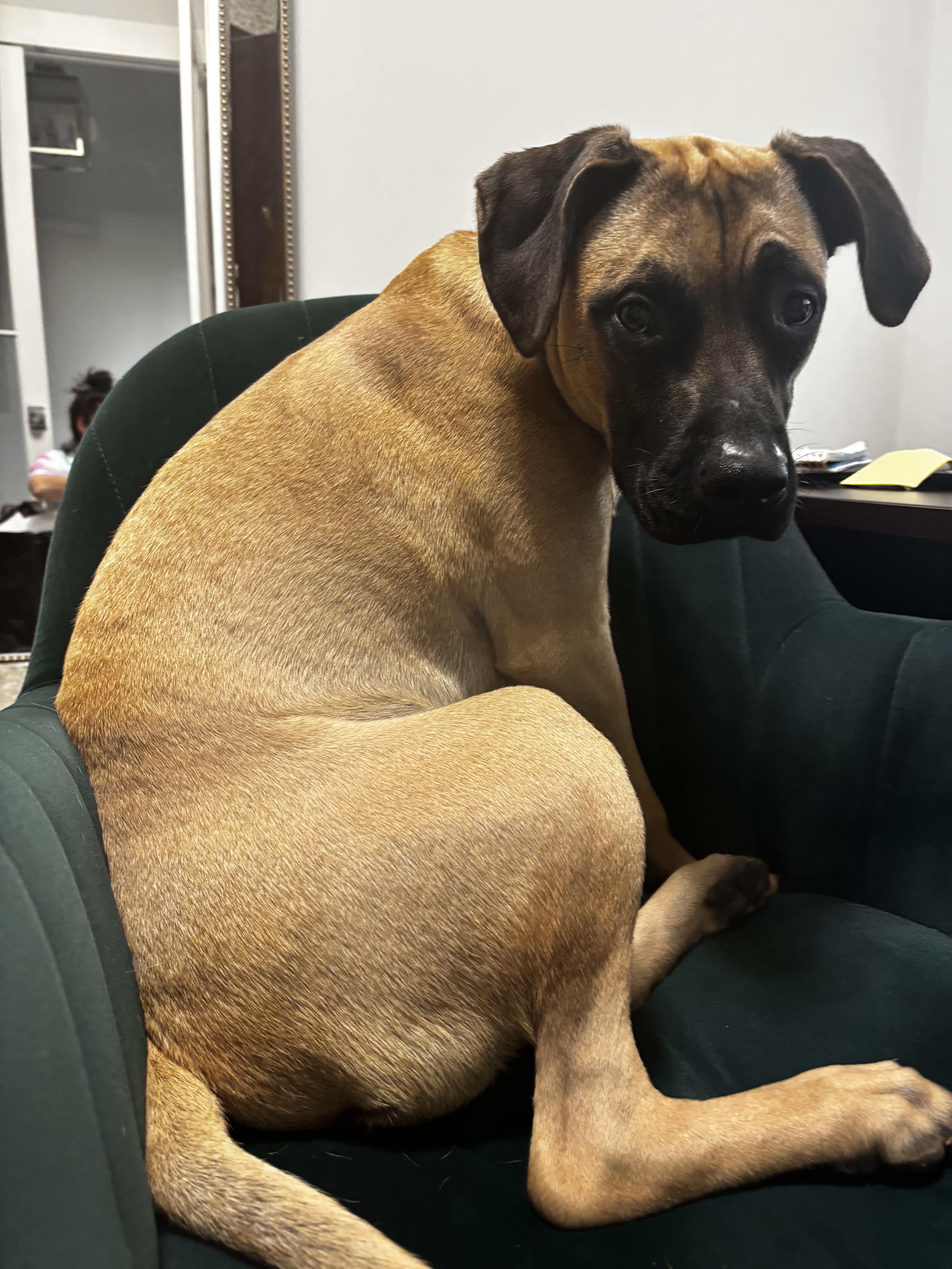 A young large-sized male Mixed Breed dog named Alpha for adoption in Cornelius, NC
