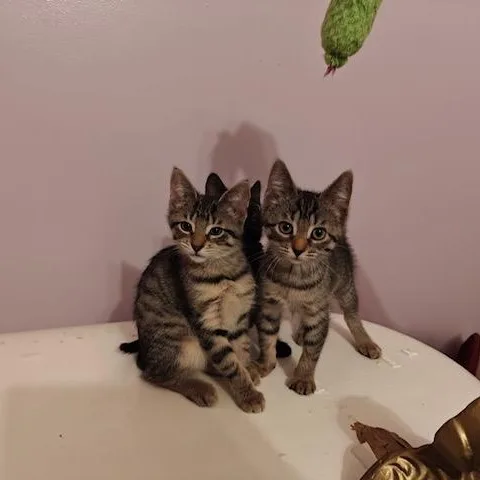 A baby small-sized female Tabby (Brown / Chocolate) Domestic Short Hair cat named Blossom for adoption in Hudsonville, MI