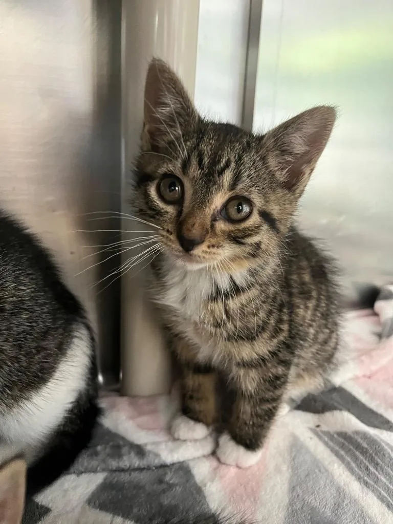 A baby medium-sized female Domestic Short Hair cat named Jo March for adoption in Pomona, NY