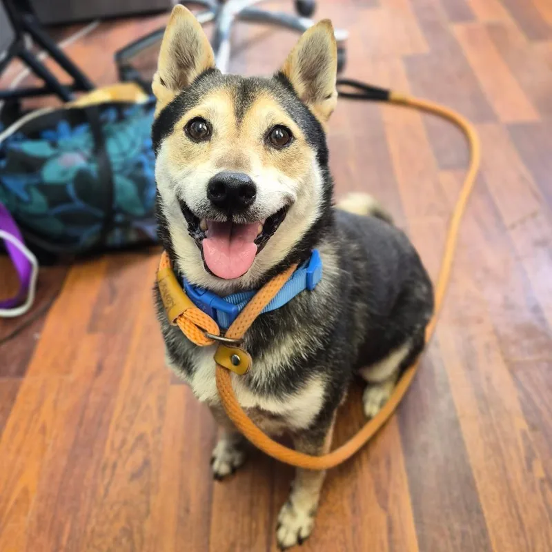 A senior small-sized male Black Shiba Inu dog named Yoshi for adoption in Wahiawa, HI