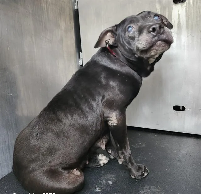 An adult medium-sized female American Staffordshire Terrier dog named Barbie for adoption in San Antonio, TX