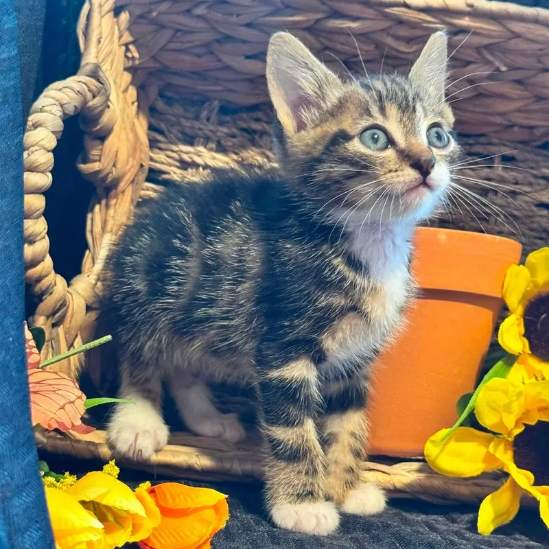 A baby medium-sized male Domestic Medium Hair cat named Webster for adoption in Lucedale, MS
