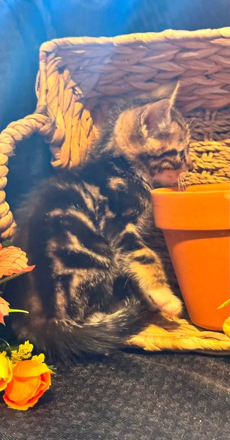 Webster thumbnail 3