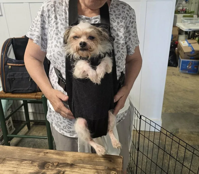A young small-sized female Apricot / Beige Shih Tzu dog named Sadie for adoption in Lexington, NC