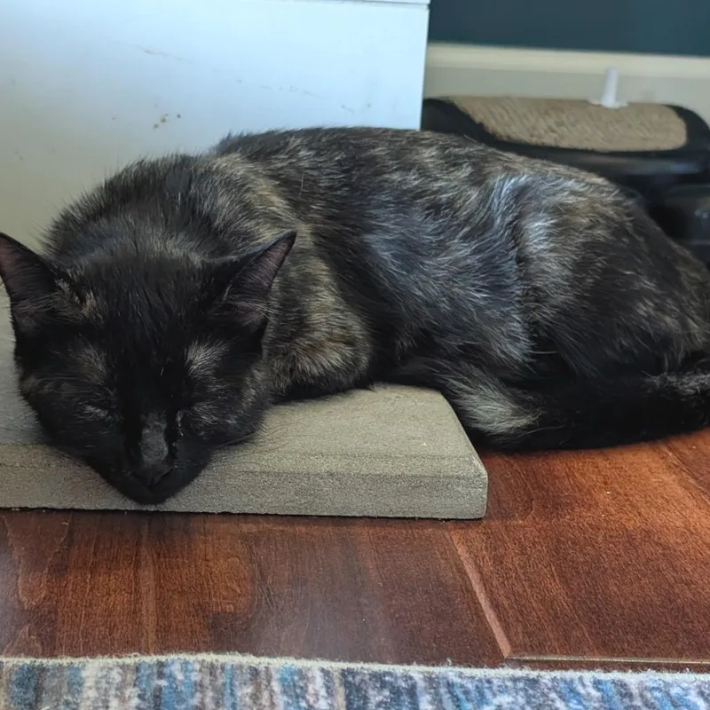 A young medium-sized female Domestic Short Hair cat named Scholar for adoption in Buffalo, MN