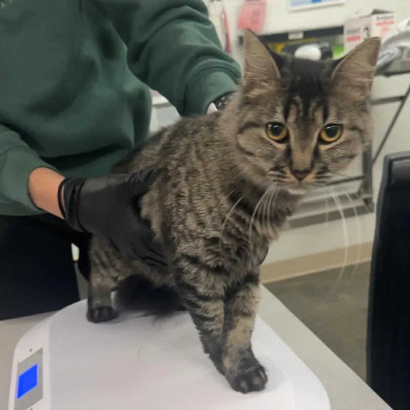A young medium-sized female Domestic Medium Hair cat named Gigi for adoption in Manhattan, KS